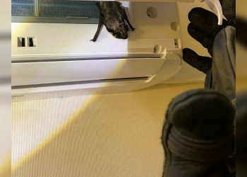 Летучую мышь поймали в квартире на Ипподромной ульяновские спасатели