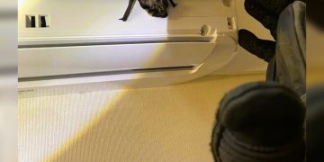 Летучую мышь поймали в квартире на Ипподромной ульяновские спасатели