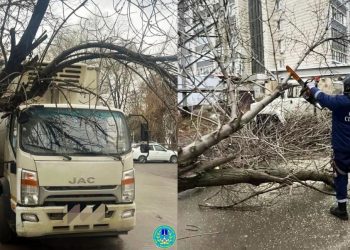 На Песках в Ульяновске аварийное дерево рухнуло на грузовик