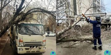 На Песках в Ульяновске аварийное дерево рухнуло на грузовик