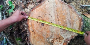 В Майнском районе «чёрный лесоруб» нанёс ущерб лесничеству в 842 тысячи рублей