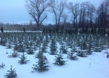 Ульяновские озеленители получат машину для пересадки взрослых деревьев