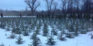 Ульяновские озеленители получат машину для пересадки взрослых деревьев