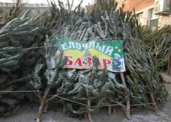 Новогодние ёлки в Ульяновске: где и с какого числа начнётся торговля