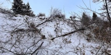 В ульяновском парке «Дружбы народов» расчистили 3300 м² склона