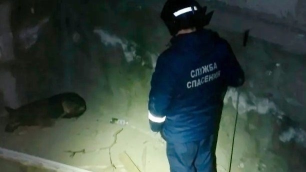 В ульяновском парке спасатели помогли собаке выбраться из заброшенного бассейна