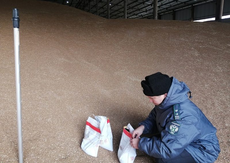 Россельхознадзор проконтролировал свыше 41 тысячи тонн зерна в Ульяновской области