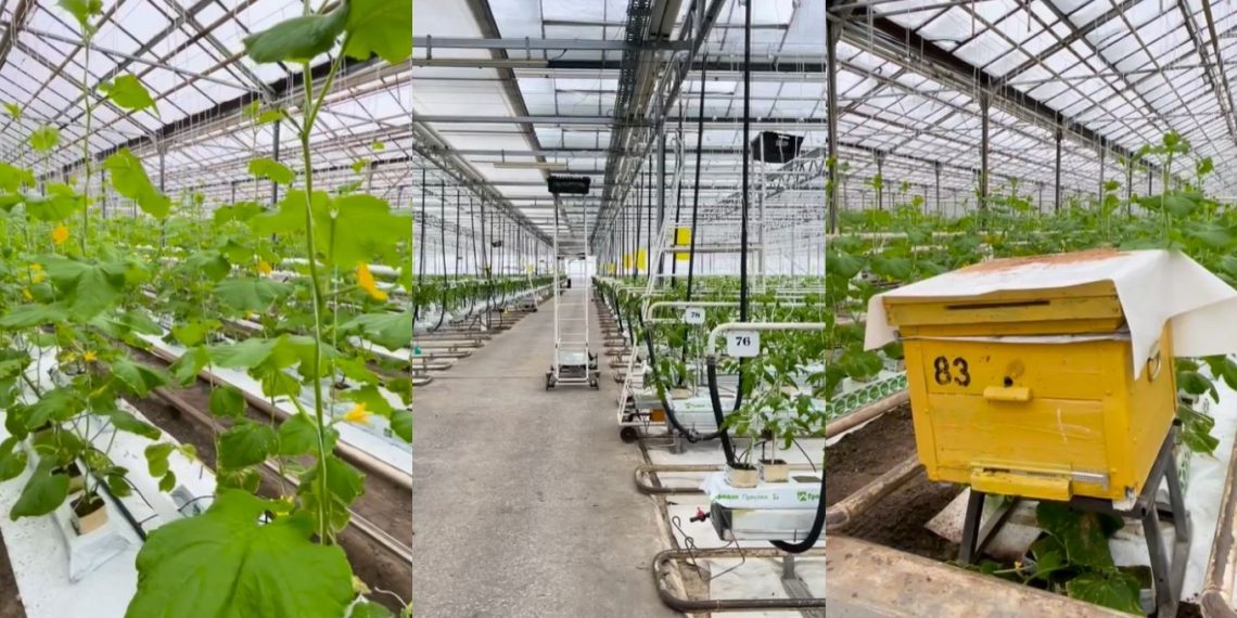 Первый урожай огурцов в Ульяновске ожидается уже в конце января