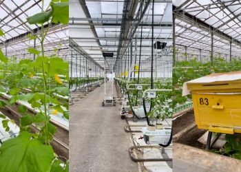 Первый урожай огурцов в Ульяновске ожидается уже в конце января