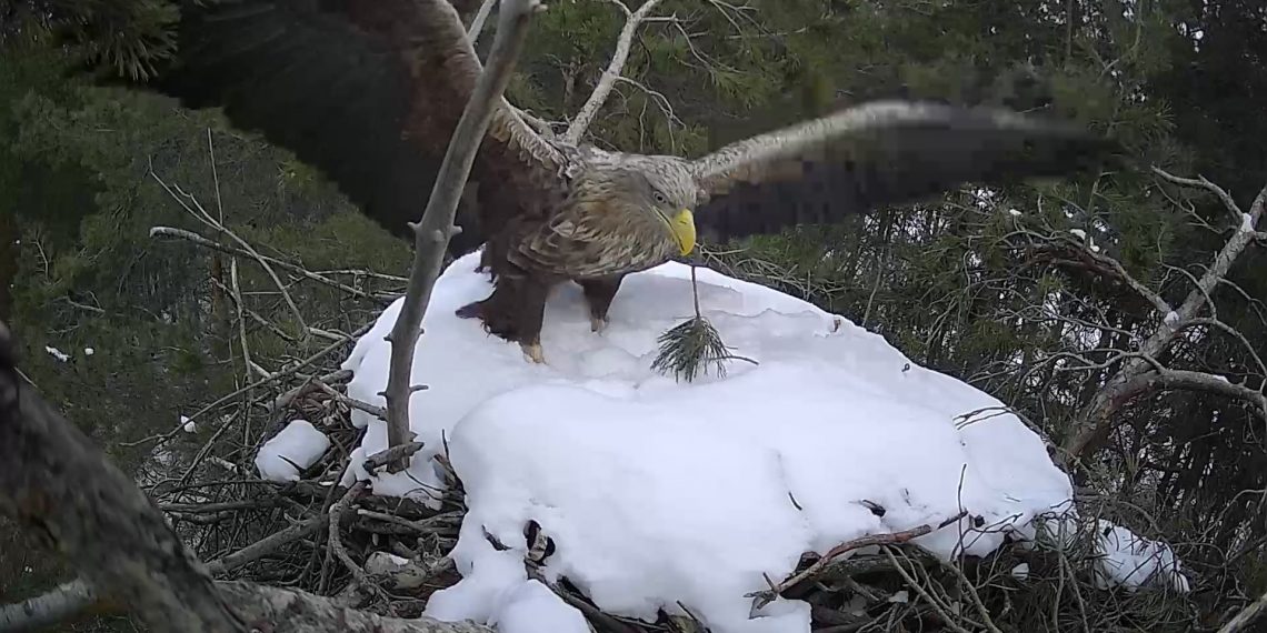 В крещенские морозы орланы начали подновлять гнездо в ульяновском нацпарке