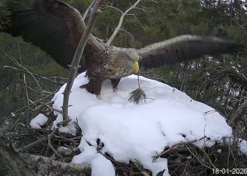 В крещенские морозы орланы начали подновлять гнездо в ульяновском нацпарке