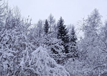 Гололёд и мокрый снег: 8 января в Ульяновске ожидается сложная дорожная обстановка