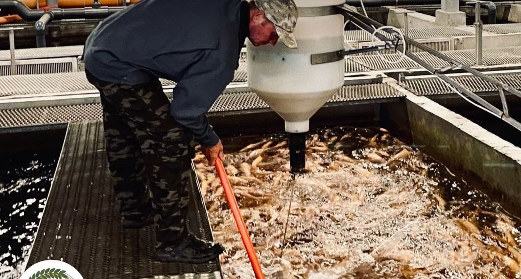 За шесть лет производство рыбы в Ульяновской области выросло почти втрое