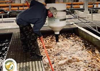 За шесть лет производство рыбы в Ульяновской области выросло почти втрое