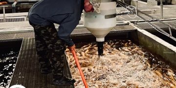 За шесть лет производство рыбы в Ульяновской области выросло почти втрое