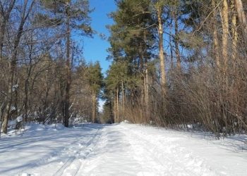 «Сенгилеевские горы» приглашают лыжников на тропу «Волжский Берег»