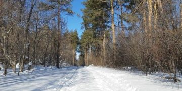 «Сенгилеевские горы» приглашают лыжников на тропу «Волжский Берег»