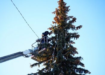 В Ульяновске собирают шишки, чтобы вырастить из них деревья для города
