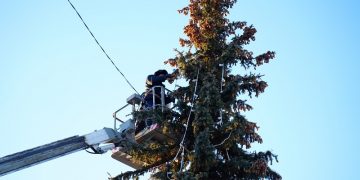 В Ульяновске собирают шишки, чтобы вырастить из них деревья для города