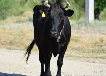 Фермер из Ульяновской области перевел 2 млн рублей за несуществующий скот