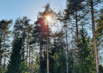 В 2025 году были восстановлены свыше 1800 гектаров ульяновских лесов