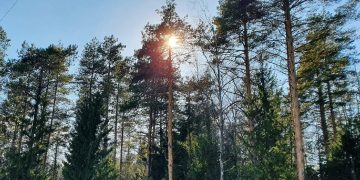 В 2025 году были восстановлены свыше 1800 гектаров ульяновских лесов