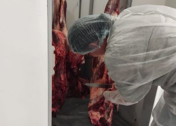 Ульяновские ветеринары проверили мясо на скотобойнях