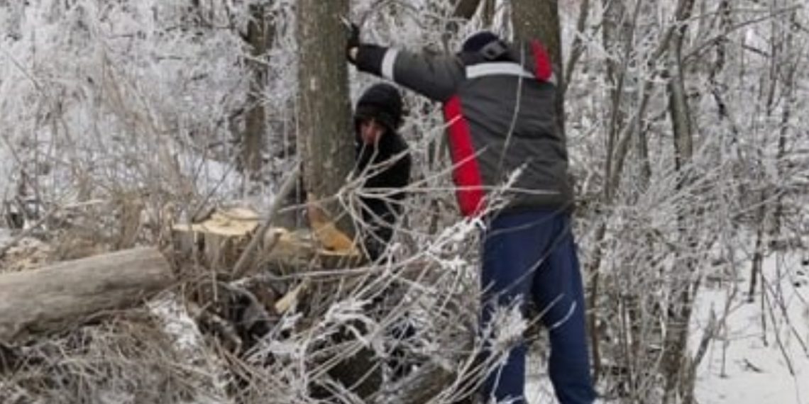 На берегу Свияги в Ульяновске вырубают тополя