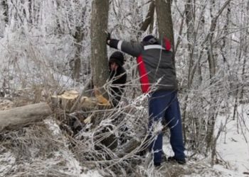 На берегу Свияги в Ульяновске вырубают тополя