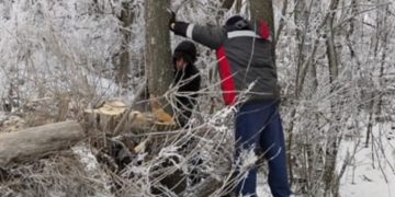 На берегу Свияги в Ульяновске вырубают аварийные тополя
