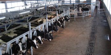 Животноводство Ульяновской области в кризисе: сокращается производство мяса и молока