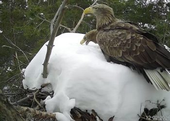 В нацпарке «Сенгилеевские горы» заметили вернувшихся орланов