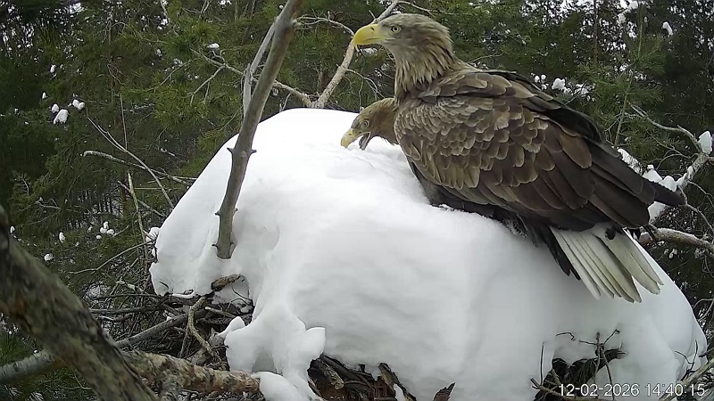 В нацпарке «Сенгилеевские горы» заметили вернувшихся орланов