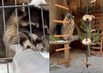 Ульяновские приборостроители подарили спортивный инвентарь енотам