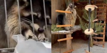 Ульяновские приборостроители подарили спортивный инвентарь енотам