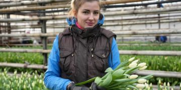 Какие сорта тюльпанов появятся в Ульяновске к весенним праздникам