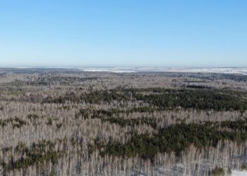 Почти 2500 гектаров сельхозземель в Ульяновской области заросли сорняками