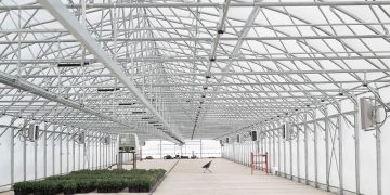 Миллион сосен и 20 тысяч тюльпанов: в Николаевском районе расширяют тепличное хозяйство