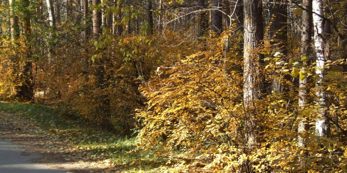 В 2026 году в Ульяновской области высадят лес на площади 1500 гектаров