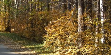 В 2026 году в Ульяновской области высадят лес на площади 1500 гектаров