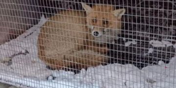 На взлётке ульяновского аэропорта поймали лису