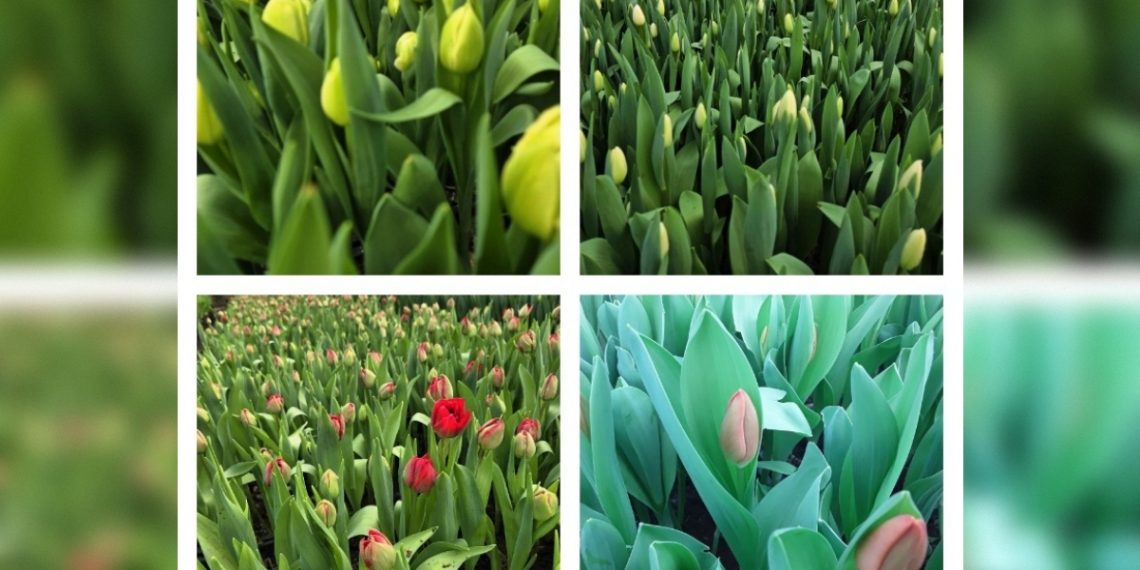 Более 170 тысяч цветов к 8 Марта вырастили в Ульяновске