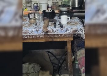 Житель Вешкаймского района убил коллегу топором на свиноферме