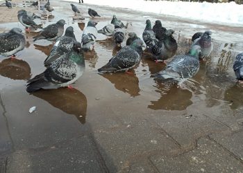 Пятница, 13-е, готовит сюрприз: ульяновские синоптики обещают плюсовую температуру