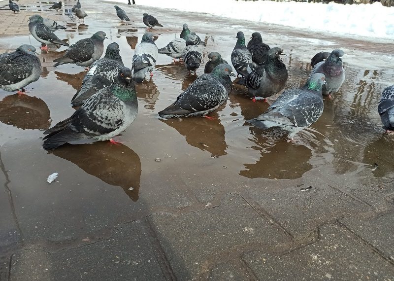 В пятницу, 13-го, в Ульяновске потеплеет до плюсовой отметки