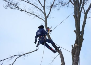 Ульяновские спасатели осваивают арбористику на склоне парка «Дружбы народов»