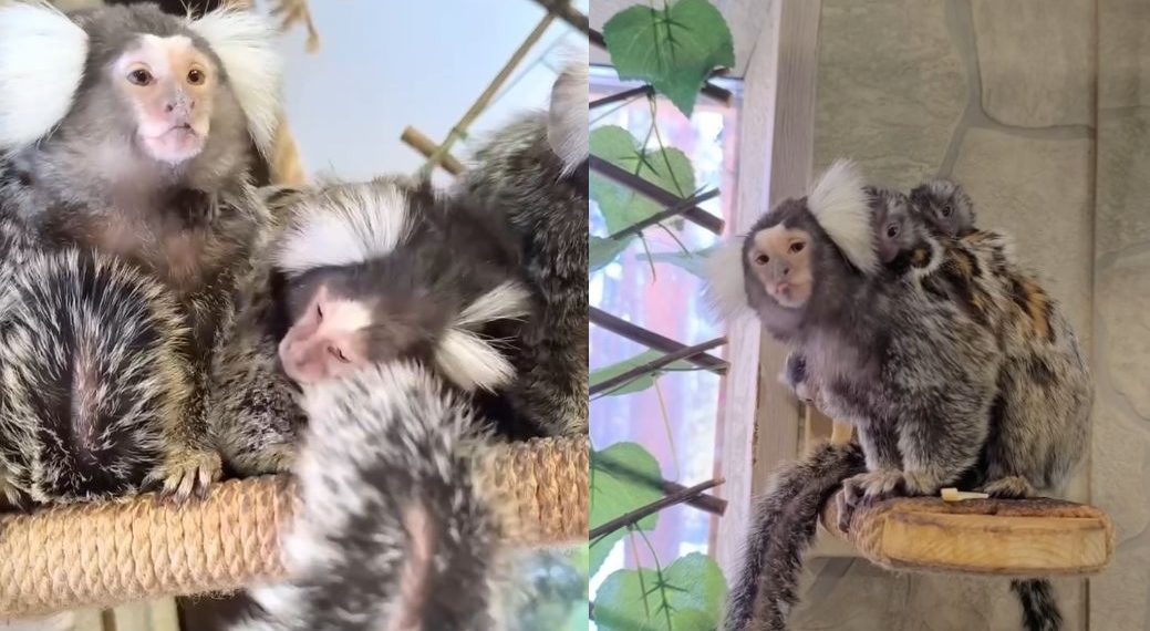 У пары игрунок в Ульяновском зоопарке появилось потомство