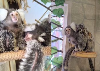 У пары игрунок в Ульяновском зоопарке появилось потомство