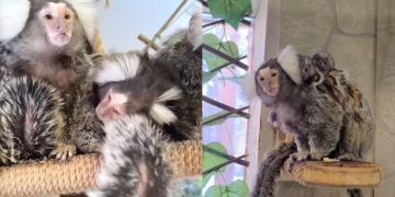 У пары игрунок в Ульяновском зоопарке появилось потомство