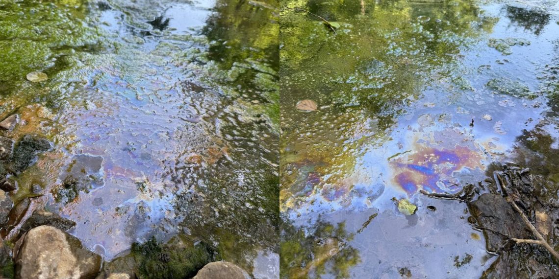 Эксперты и власти соберутся для обсуждения состояния очистных сооружений в Винновской роще